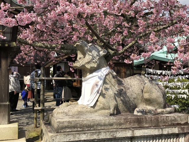 嵐山 の桜満開予想２０２０年は３月３０日！花見スポットは？