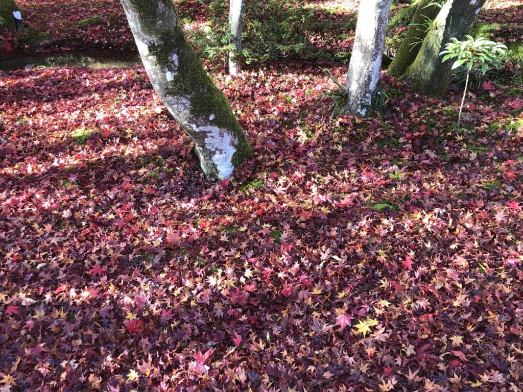 京都嵐山の紅葉２０２０の時期はいつからいつまで？
